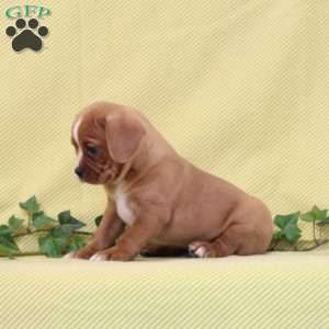 Billy, Boston Terrier Mix Puppy